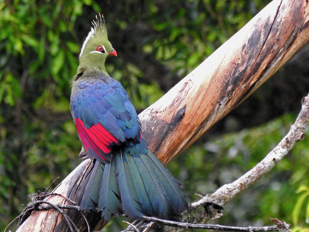 Livingstone's Turaco