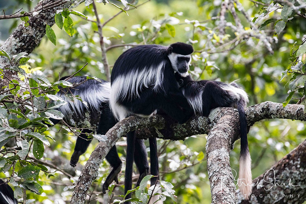 Black and white colobus